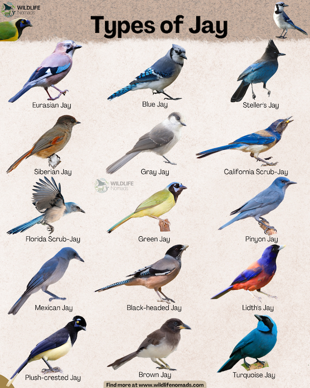 Types-of-Jay-infographic.webp Types of Jay infographic showing 15 types