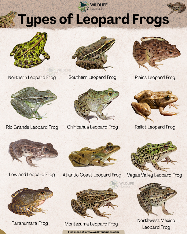 Types of Leopard Frogs infographic chart showing 12 types