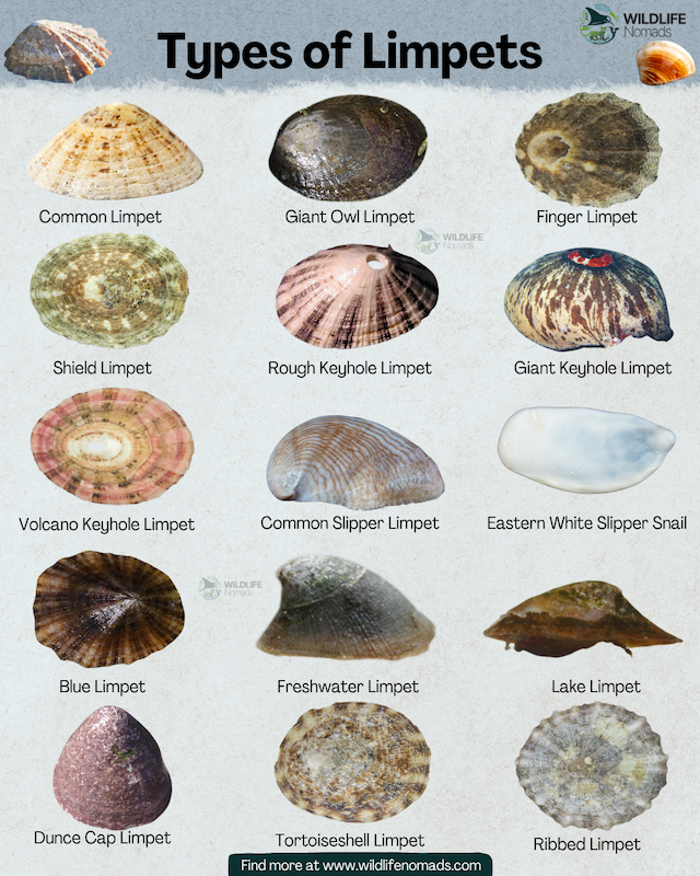 Types-of-Limpets-shells-species-infographic-.webp Types of Limpets infographic showing 15 common species