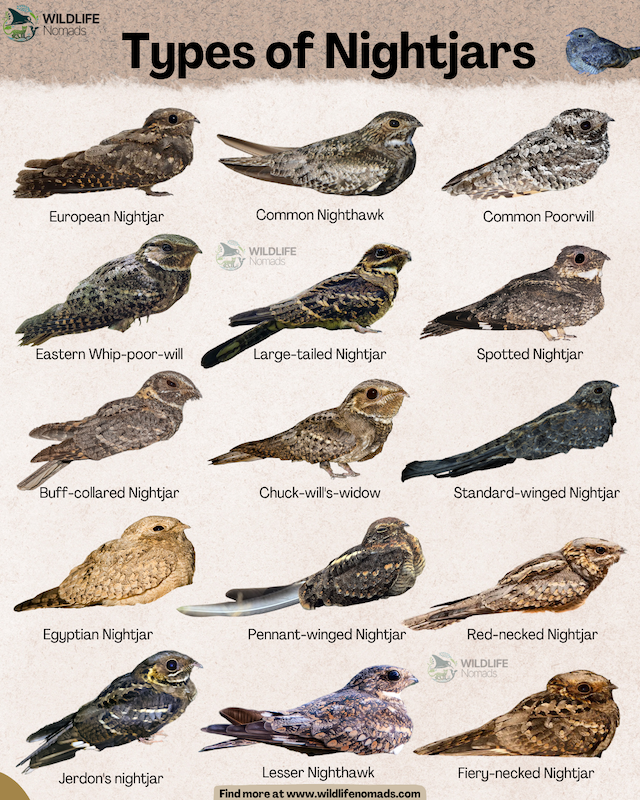 Types of Nightjars infographic showing 15 types created by wildlife nomads