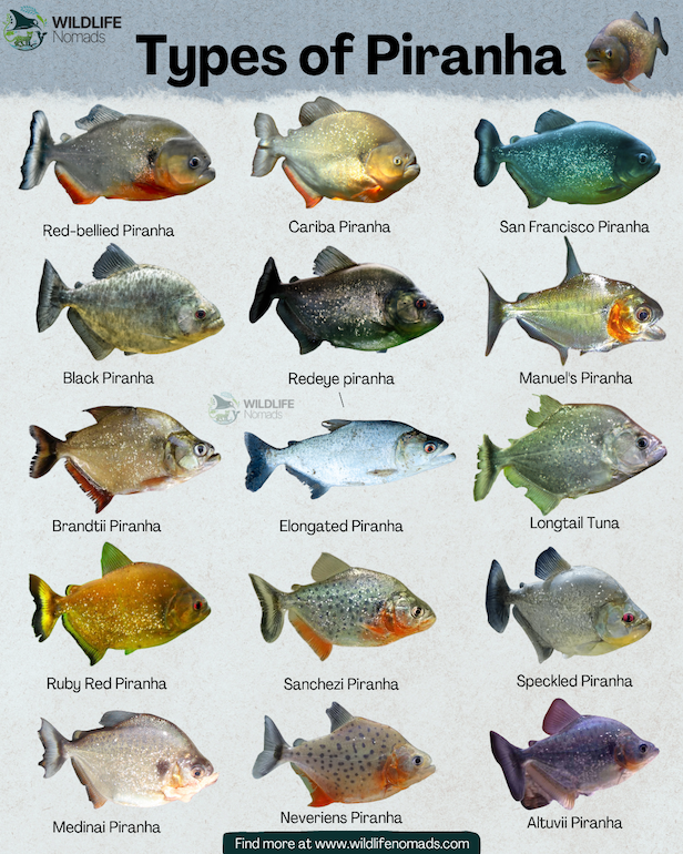 Types-of-Piranha-infographic-chart-.webp types of Piranha infographic chart