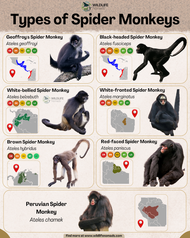 Types of Spider Monkeys INFOGRAPHIC chart showing 7 species