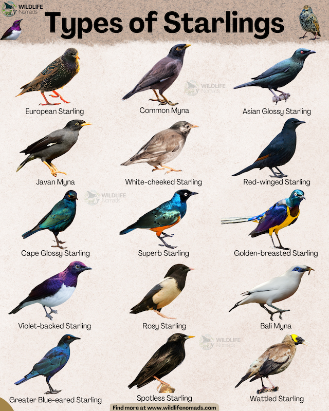 Types-of-Starlings-infograohic.webp Types of Starlings infographic showing 15 types
