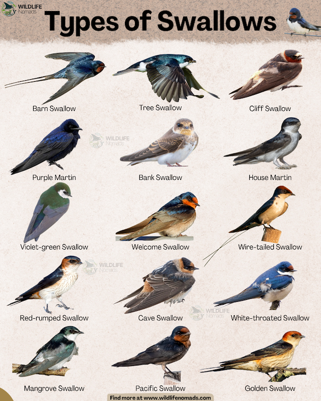 Types-of-Swallows-infographic-chart.webp Types of Swallows infographic chart