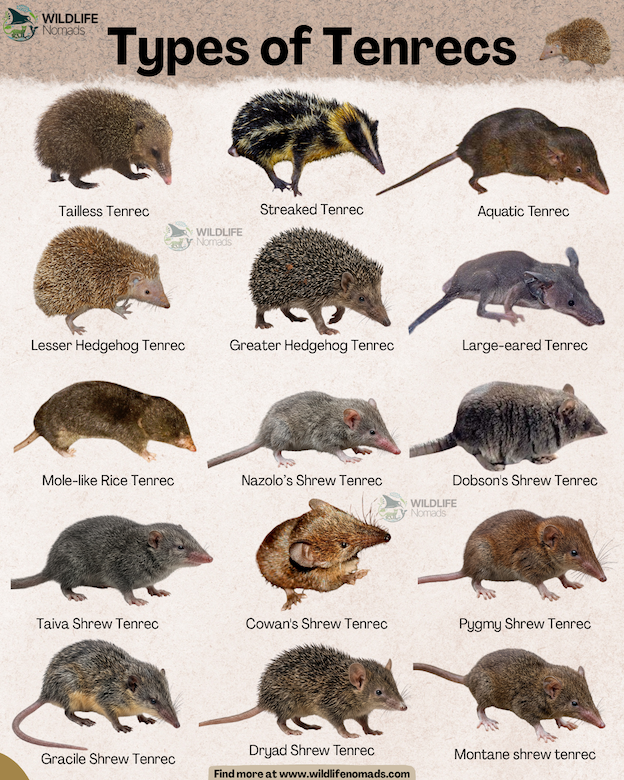 types of Tenrecs infographic