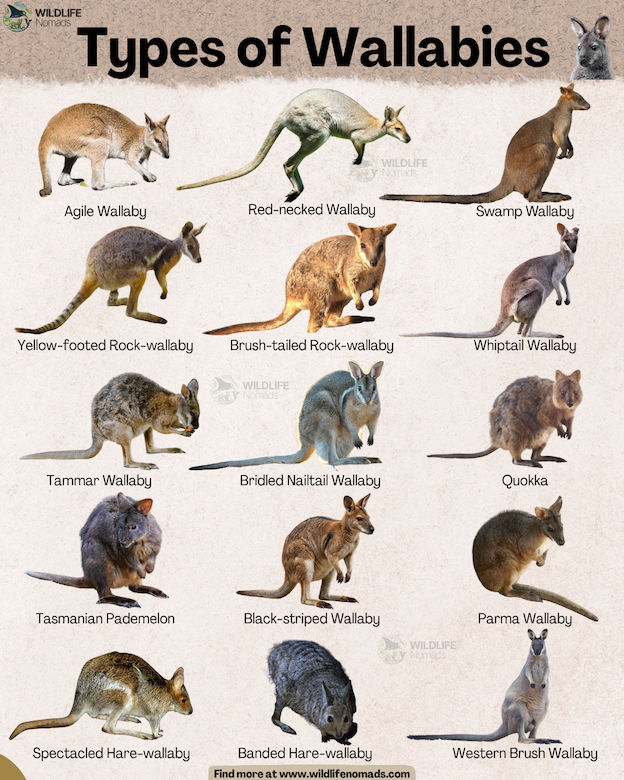 infographic showing 15 Types of Wallabies by wildlife nomads