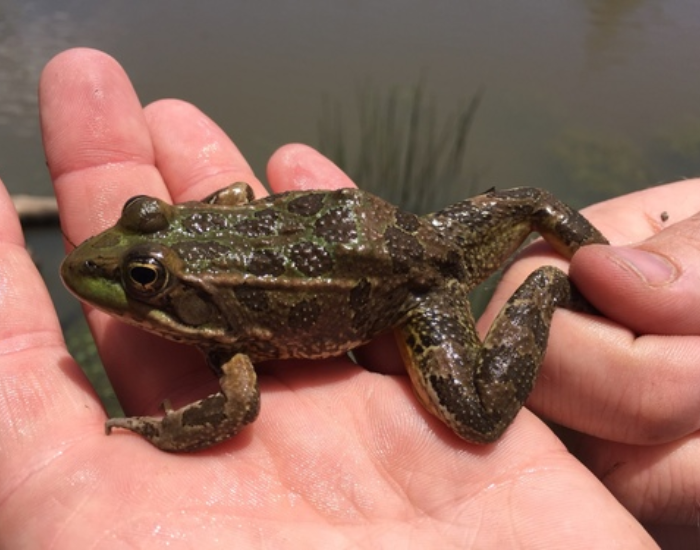 a hand holding a Vegas Valley Leopard Frog