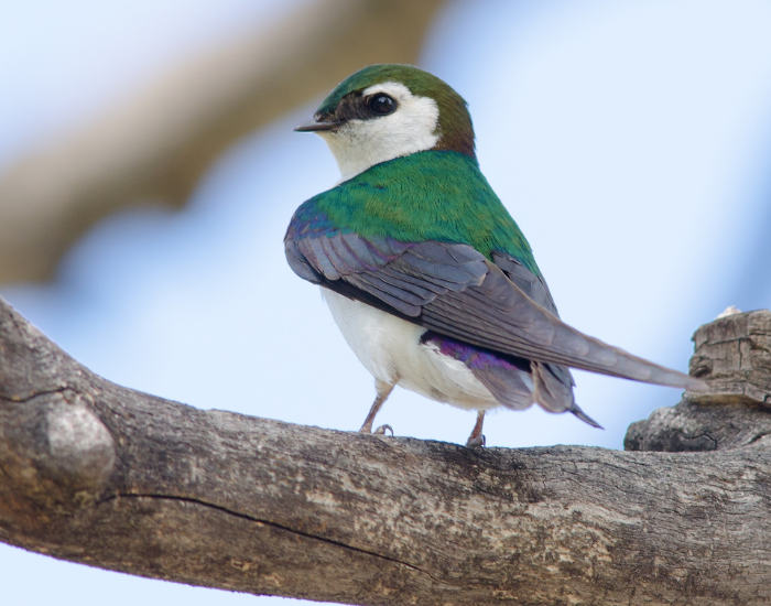 Violet-Green-Swallow-Tachycineta-thalassina.webp Violet-Green Swallow standing on a tree trunk