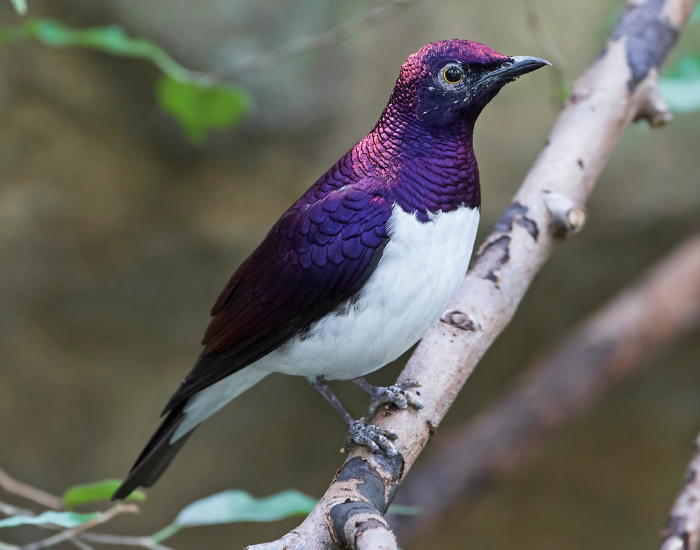 Violet-backed-Starling-Cinnyricinclus-leucogaster.webp Violet-backed Starling on a tree