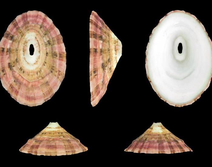 Volcano-Keyhole-Limpet-Fissurella-volcano.webp Volcano Keyhole Limpet photos, lateral, frontal and dorsal shots with black background