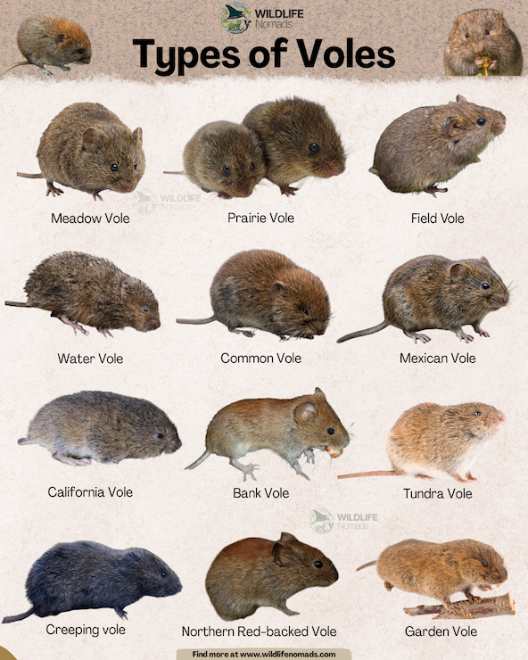 Types of Voles infographic chart showing 12