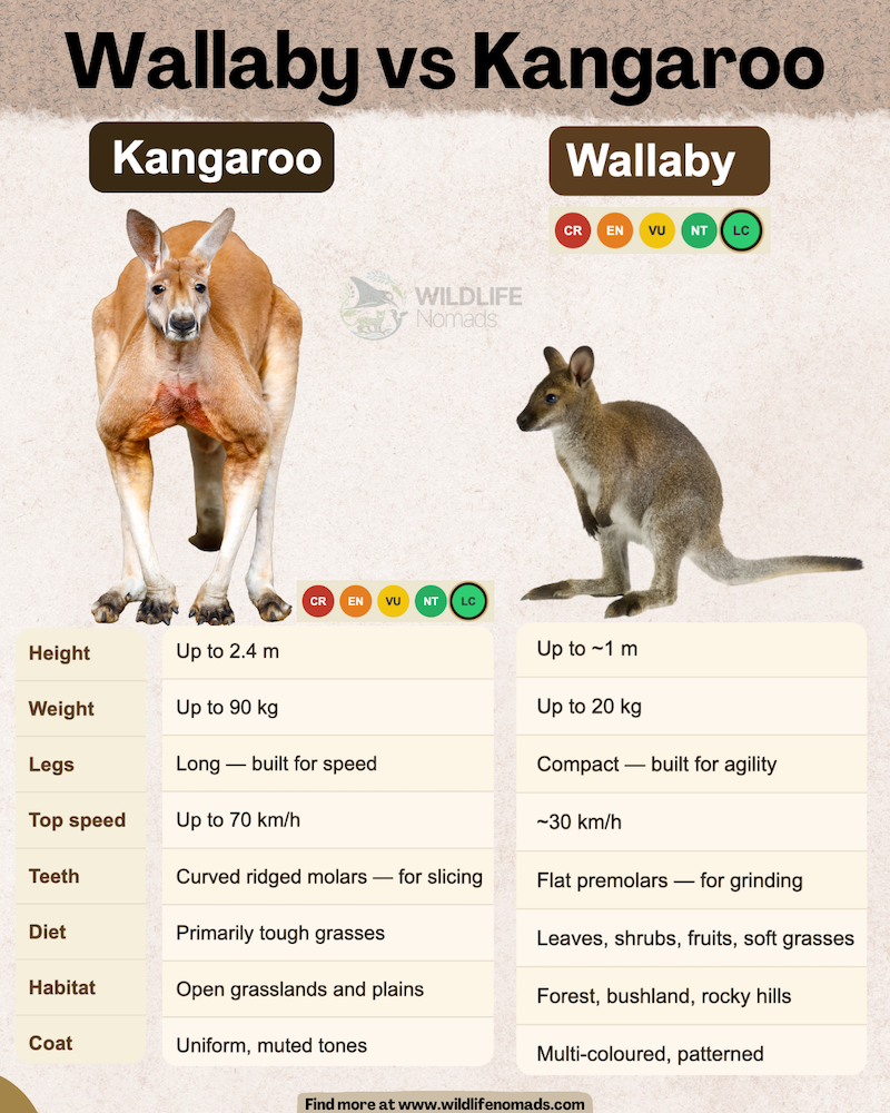 infographic describing differences between a kangaroo and a wallaby