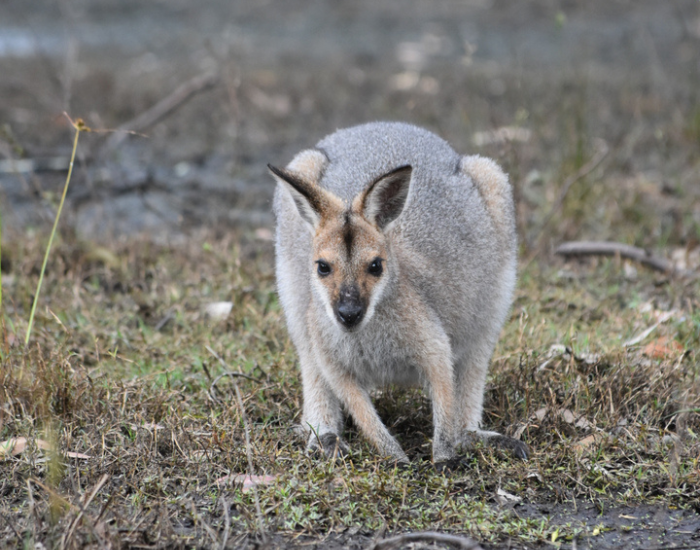 a Red-necked Wallaby in coombabah park