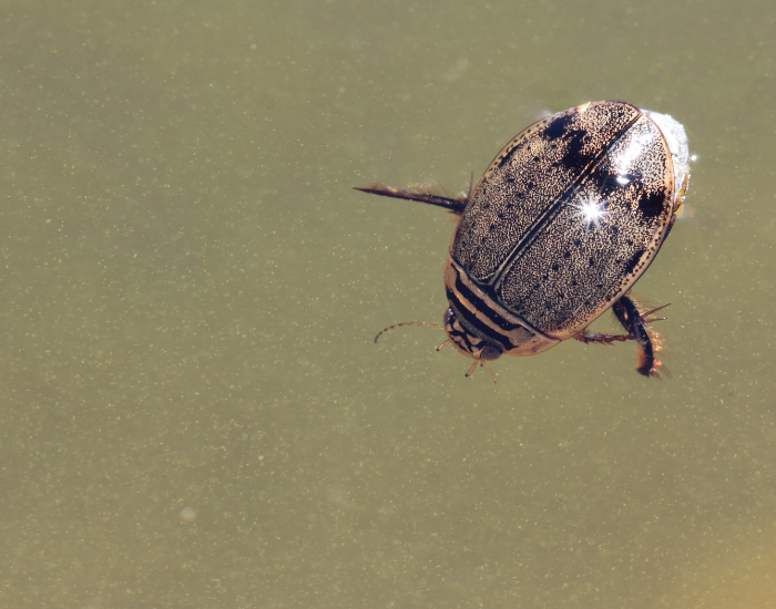 Water-Beetles.webp close up of a Water Beetle