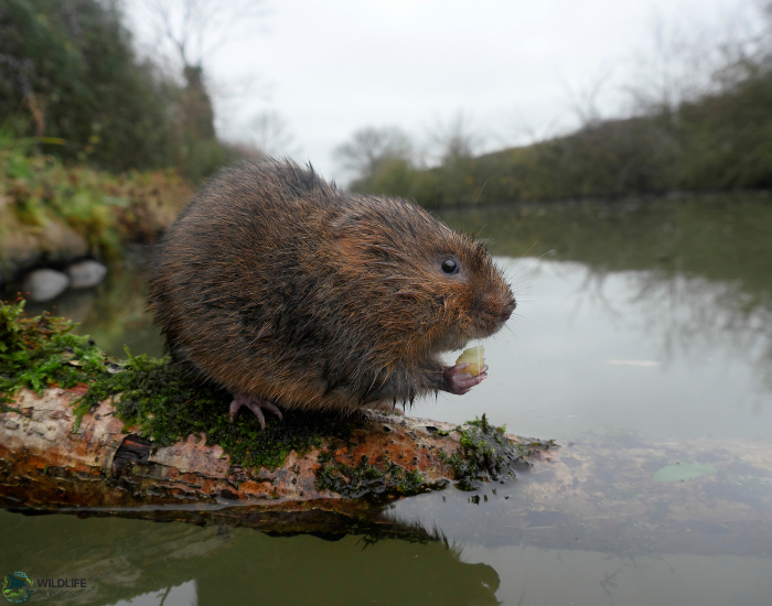Water Vole in its natural habitat in a river shore