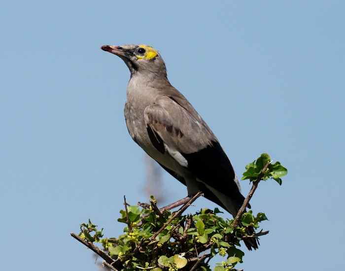 Wattled-Starling-Creatophora-cinerea.webp Wattled Starling on top of a tree