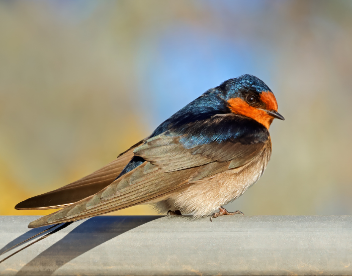 Welcome Swallow close up standing still
