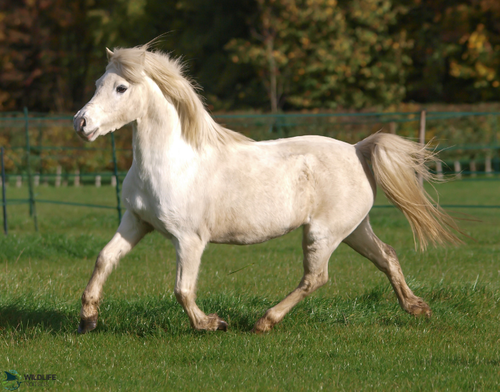 Welsh Pony trots through a green grass field