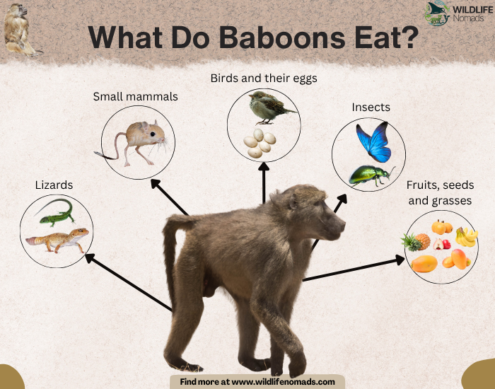 infographic showing What Do Baboons Eat?