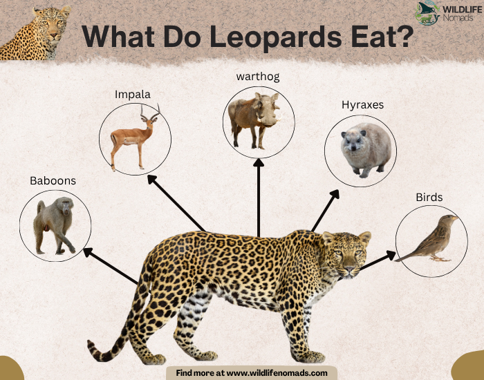 What-Do-Leopards-Eat-diet-infographic.webp What Do Leopards Eat?