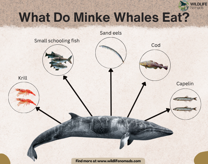 What-Do-Minke-Whales-Eat.webp What Do Minke Whales Eat? infographic