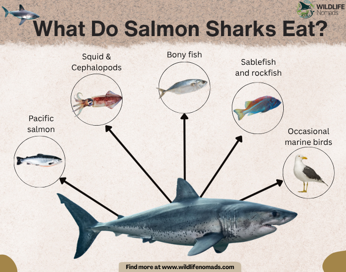 What-Do-Salmon-Sharks-Eat-diet.webp an infographic showing the five main food sources of salmon sharks