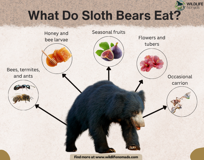 What-Do-Sloth-Bears-Eat-diet.webp What Do Sloth Bears Eat?