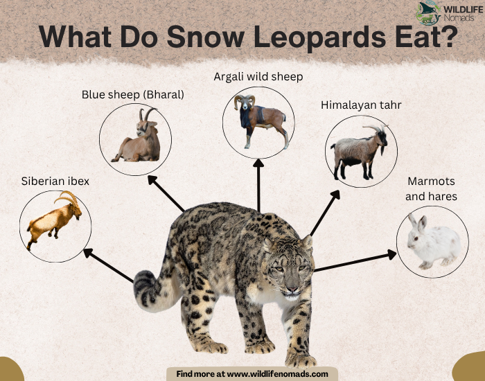 What-Do-Snow-Leopards-Eat.webp infographic showing the main diet of snow leopards