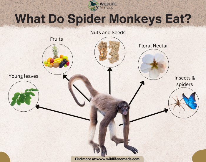 What Do Spider Monkeys Eat? 
