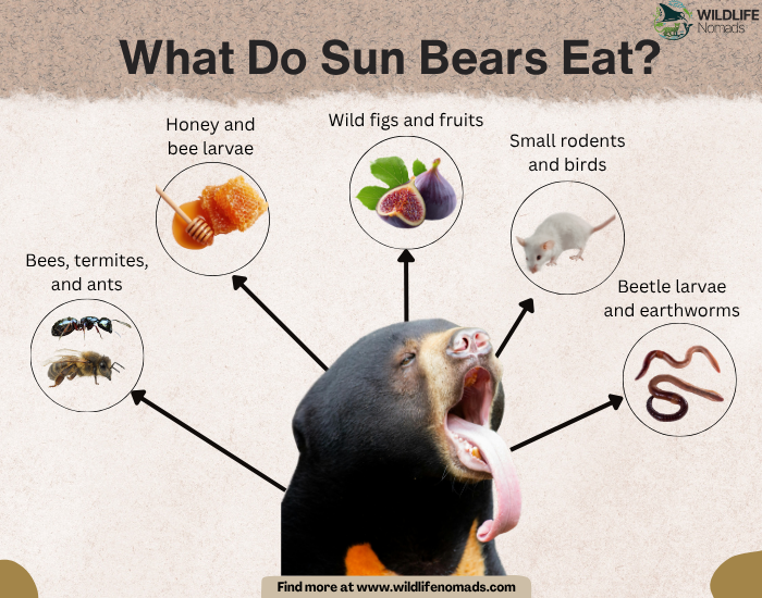 What-Do-Sun-Bears-Eat-diet.webp What Do Sun Bears Eat? infographic showing their diet