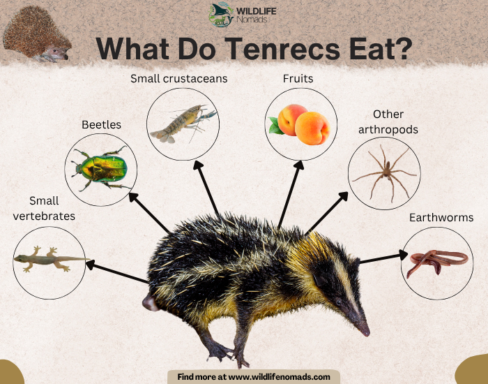 What Do Tenrecs Eat? infographic chart