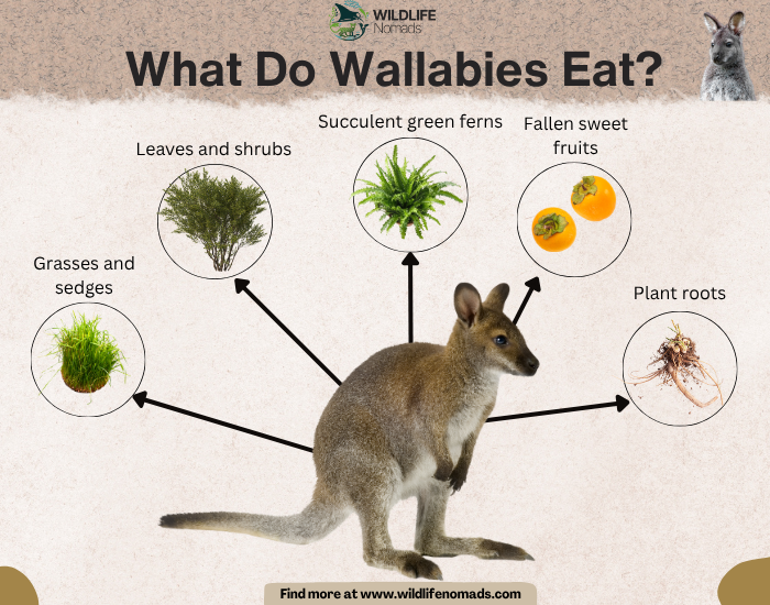 What Do Wallabies Eat? infographic