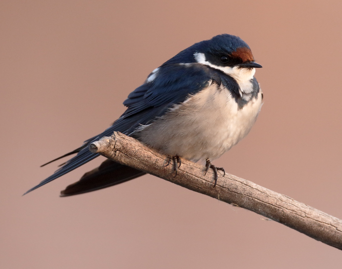 White-Throated-Swallow-Hirundo-albigularis.webp White-Throated Swallow close up on top of a thin branch