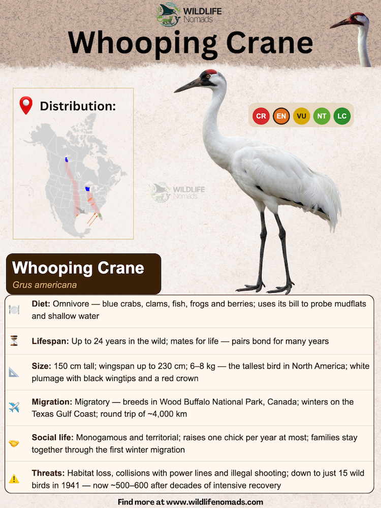 Whooping Crane species profile