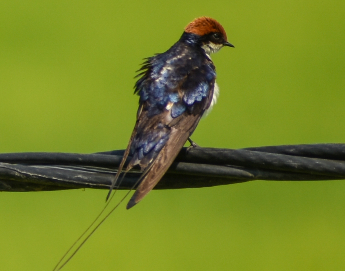 Wire-Tailed-Swallow-Hirundo-smithii.webp Wire-Tailed Swallow on a thick cable