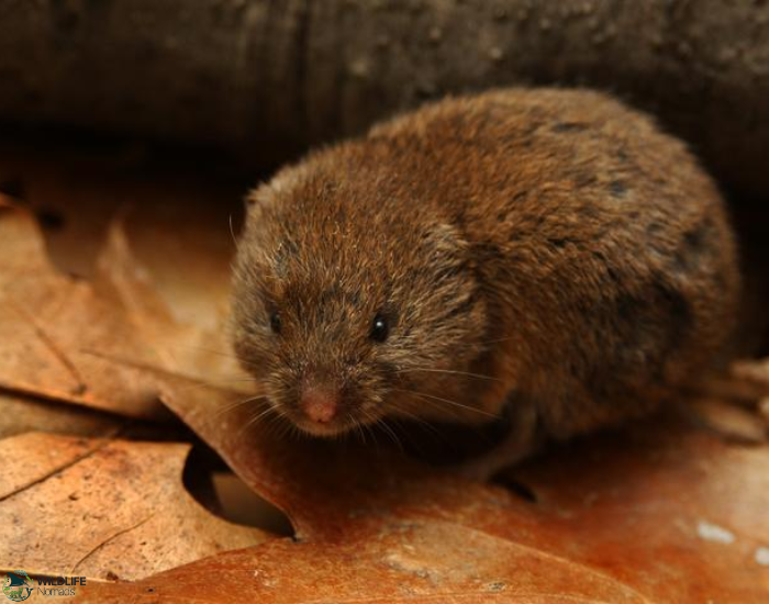 Woodland-Vole-Microtus-Pinetorum.webp close up of a Woodland Vole