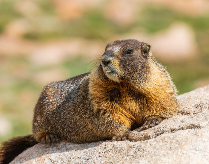 Yellow-Bellied Marmot standing on a rock