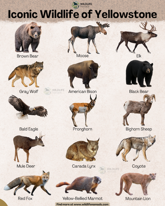 Iconic Wildlife of Yellowstone infographic chart showing 15