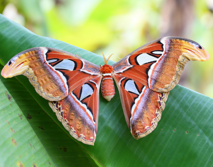 atlas-moth.webp close up of an atlas moth standing on a leaf