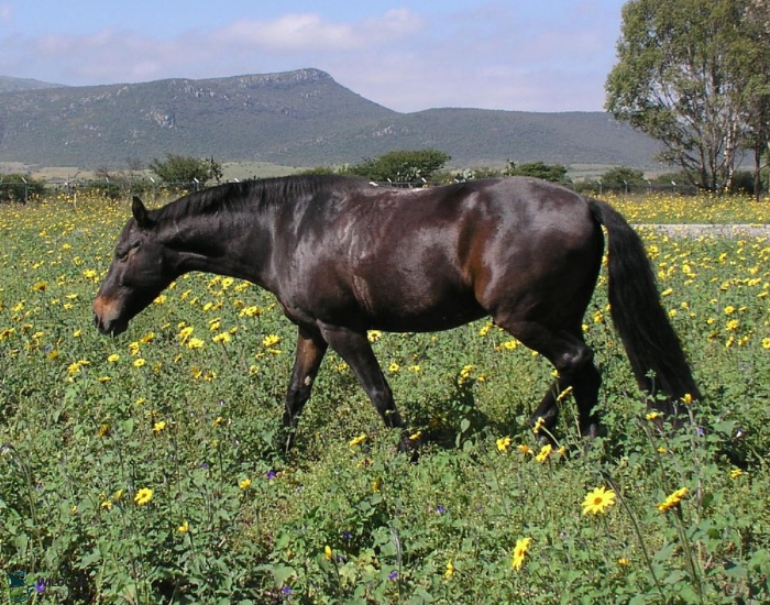 aztec horse in the field