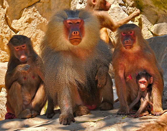 baboon family