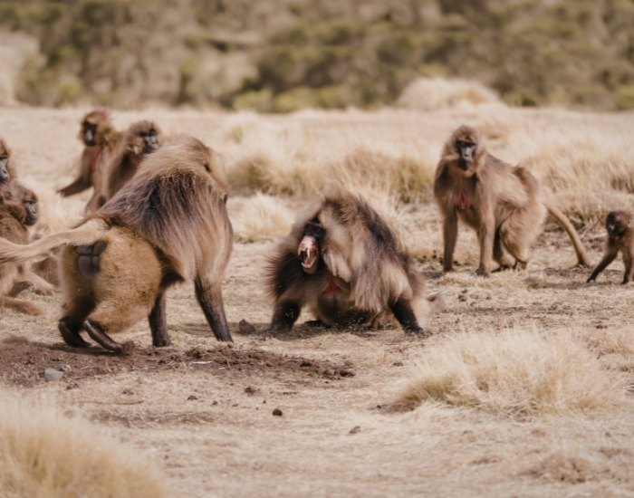 tropp of baboons from different ages facing each other