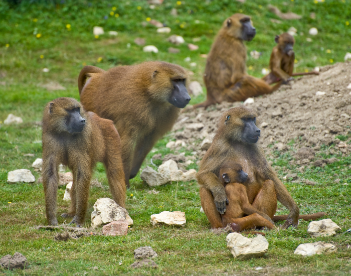 Troop of baboons in the wild