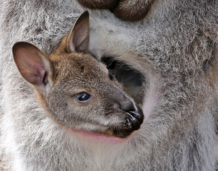 baby joey wallaby in pouch
