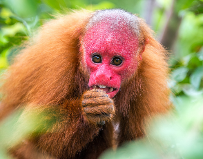bald-uakari.webp Bald Uakari monkey close up