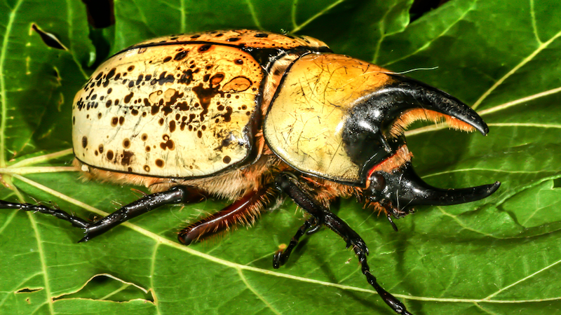 a beetle on top of a leaf close up