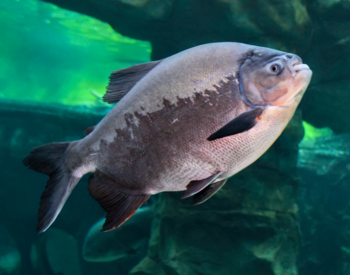 big-Piranha-swimming.webp big Piranha swimming