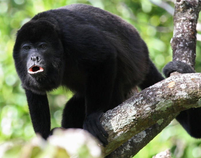 black-howler-monkey.webp Black howler monkey on top of a tree