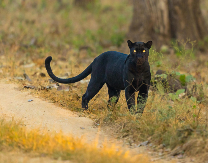 black-panther-in-the-wild.webp black panther in the wild next to a dirt road