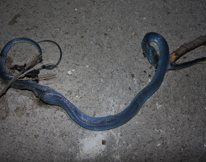 dead green snake looking blue
